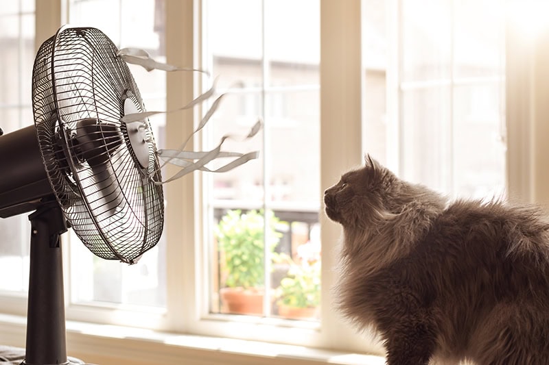 A long-haired grey cat sitting in front of a running electric pedestal fan.