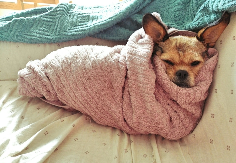 When winter comes this dog transforms into a caterpillar with huge ears and she just wants to be inside her pink blanket until spring arrives.